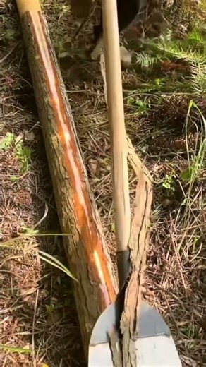 Outdoor Special Bark Shovel! Efficient & Labor-Saving Bark Removal