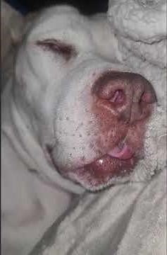 funny dog snoring loud when sleeping