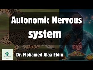 شرح بالعربي | Sympathetic vs Parasympathetic Nervous System