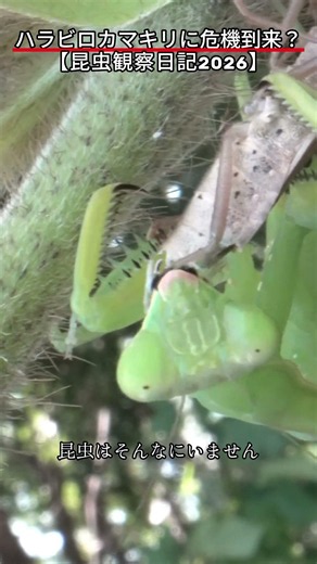 [Insect Observation Diary 2026] The Hierodula patellifera: Cute like a cat? Its ferocity in even ...