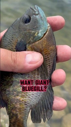 Bluegill Fishing Tips For SLABS! 🎣🐟 #shorts #fishing