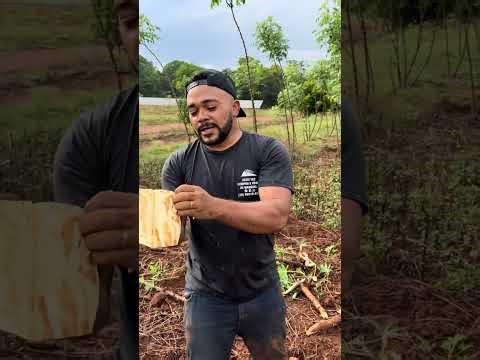The Hard Life of Cassava Farmers | Strength and Survival