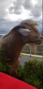 Limbajul politicienilor in campania electorala :) | Urban Bacău - Cronici Naționale