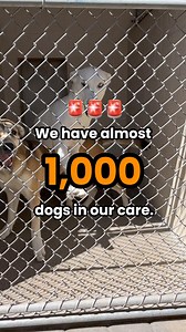 SPREAD THE WORD! All adoption fees are waived - even for the puppies. Learn more at Maricopa.gov/Pets. | Maricopa County Animal Care & Control
