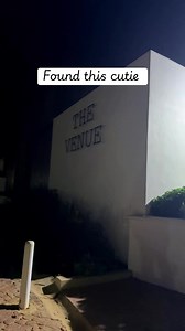 I Need a Cat: Found This Cutie — Should I Get One?
