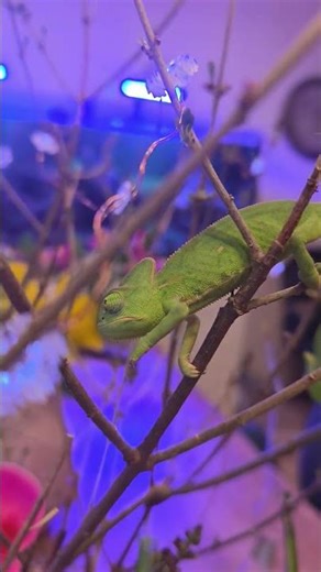 Kameleon jemeński (Chamaeleo calyptratus).