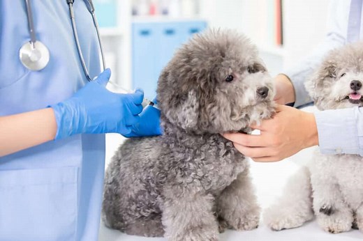 Cancer in Poodles: Symptoms, Treatment, and Prevention | Poodle Report