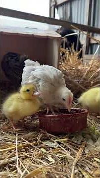 Good to see our runner duck ducklings growing fast. See more