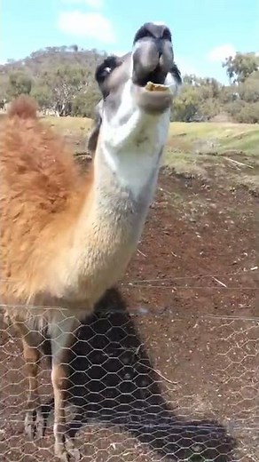 Grumpy Llama VS. Man! #Shorts