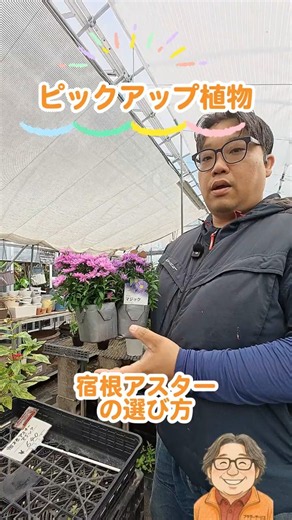 宿根アスターの選び方！