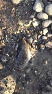151K views · 4.4K reactions | Mudlarking Wonders: Stellar Finds | Nicola White Tideline Art | Facebook