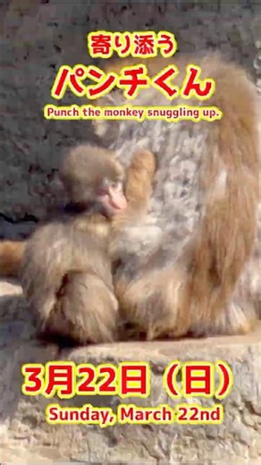 パンチくん【2026年3月22日撮影】寄り添うパンチくん #がんばれパンチ #punch #HangInTherePunch #市川市動植物園【Punch the monkey】N02