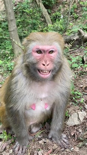 What is this monkey laughing at#Monkeys