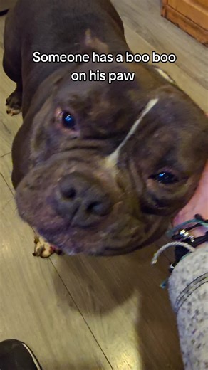 Caring for Your Micro Bully's Paw Injury