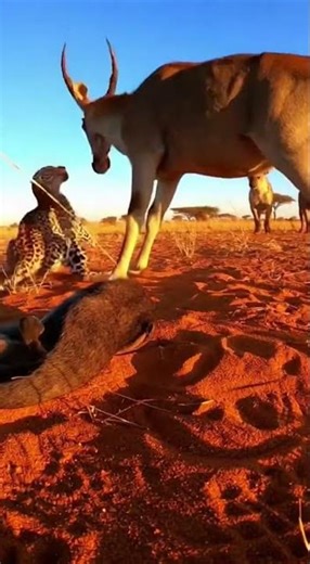 Amazing weapons of animals.動物たちの驚くべき武器 Nature's strongest defenses revealed