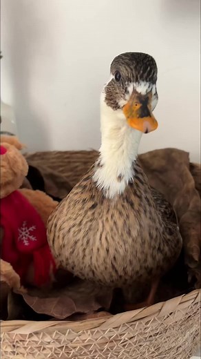 Funny Duck Moments That Will Make You Laugh