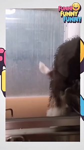 6.7K views · 122 reactions | Jealous dogs part 3 | Funny funny funny | Facebook