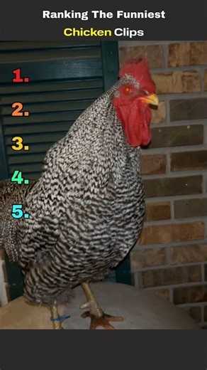 Ranking The Funniest Chicken Clips 🐔🐓😅