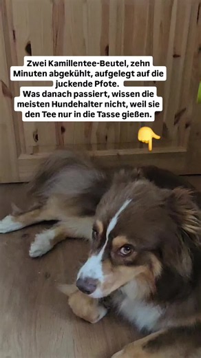 Kamillentee für Hunde: Anwendung bei Magenbeschwerden & Juckreiz