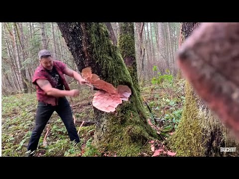 Logger - cutting down big tree with axe - tips.