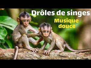Drôles de singes, musique douce