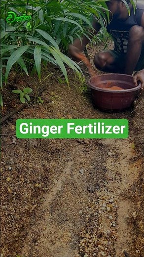Best Way to Fertilize Ginger Plants Naturally! #ginger #farming #organicfarming