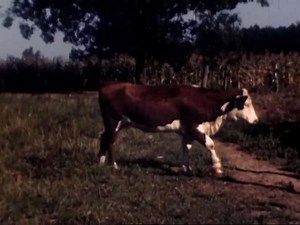 Precious Family Home Movie: Toddler and Boy's Vintage Field Adventure