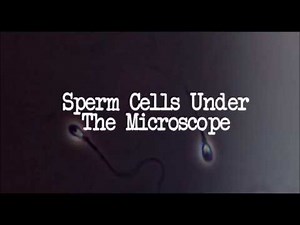 What Are Sperm Cells? Sperm Under The Microscope
