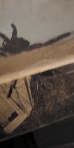 salmon pink birdester likes biting his cage #goodboy #tarantula #exoticpets #spider