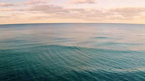 海洋 鳥 波 - Free video on Pixabay