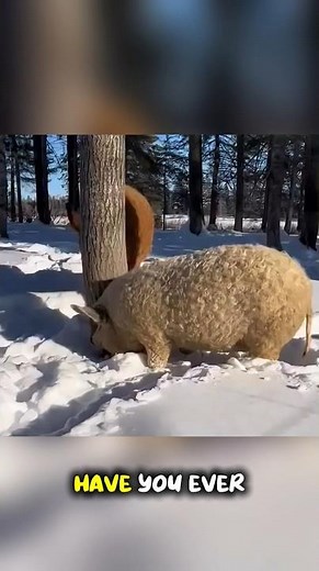 Meet the Mangalica: The Curly Pig!🐷