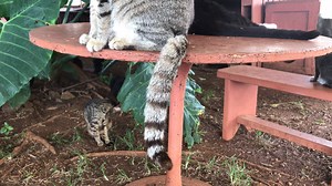 Cats wag their tails for lots of reasons. What do you think these Tails of Two Kitties have to say! | Lanai Cat Sanctuary