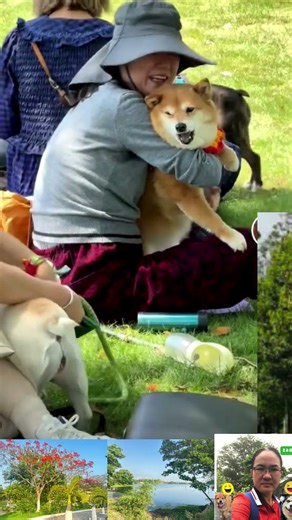 Hai Chú Chó Găng Tơ Dưới Bóng Cây Đang Ngồi Nghỉ Mát