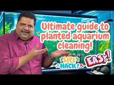 Beginner’s Guide to Planted Aquarium Maintenance Step-by-Step Cleaning Tips