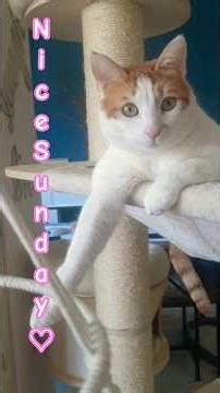 #Cats❤ #cute #Merlin☆#Toffi☆#Lui☆on a lazy sunday☆