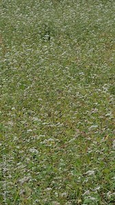 収穫前の一面の蕎麦畑