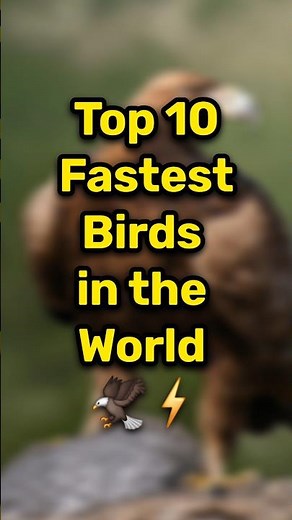 Top 10 Fastest Birds in the World 2025 🦅⚡ | Unbelievable Speed!