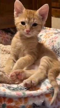 Did You Know Cats Are Smarter Than You Think? 😂