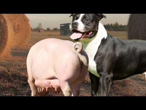 Busting the Myth of Hybrid Animals: 5 Strange Facts About Dogs and Pigs