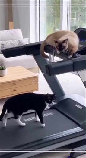 Cats Invent Their Own Gym Routine 😂🏃🐱