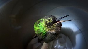 BBC One - Super Cute Animals - Hummingbirds