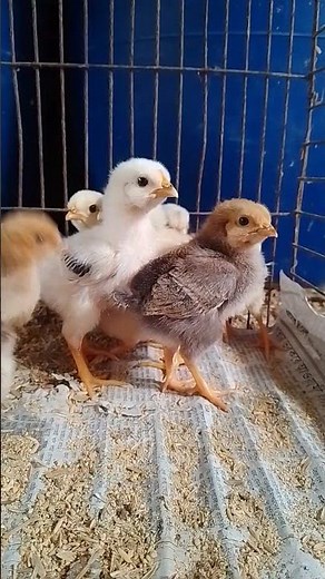 The Cutest Chicks You'll See Today #babychoedhen #farming #chickencare
