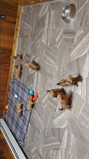 Playful Puggle Puppies (females available)