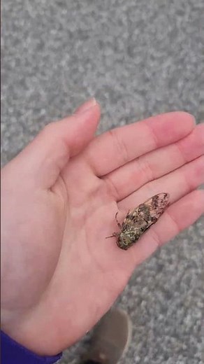 가을에 나오는 늦털매미!
