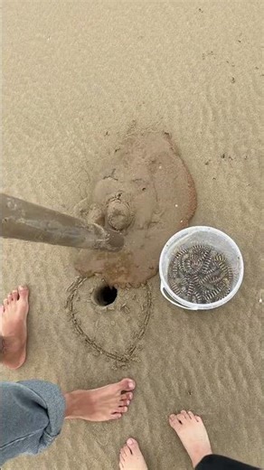 Come find us and let's go shrimp hunting! #MantisShrimp #TidalBeach #Beach