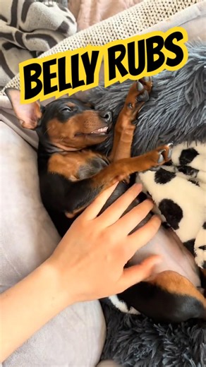 Belly Rubs ❤️🥺💤