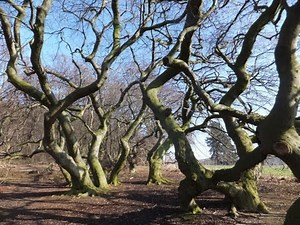 Süntelbuchen I Kurpark Bad Nenndorf