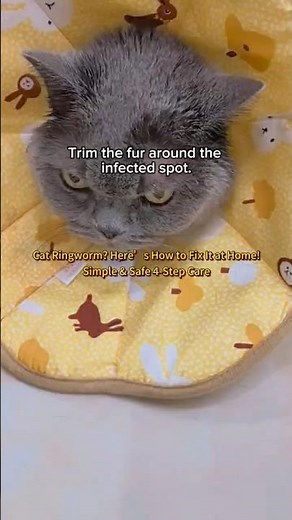 How to Treat Cat Ringworm at Home | 4 Easy Steps Every Owner Should Know #CatRingworm #CatCareTips