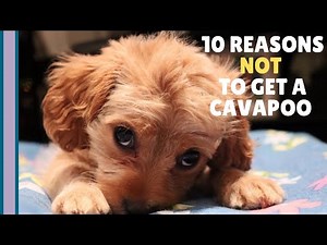 10 Reasons NOT to Get a Cavapoo Puppy 🐶