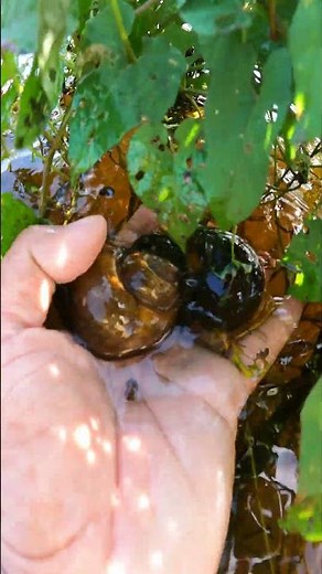 SNAIL Catcher - Natural apple snails are so easy to find and pick 🐌🍀 #カタツムリ #달팽이 #applesnail
